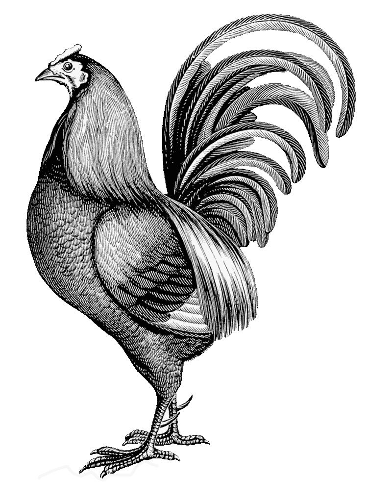 dekoracyjny rysunek kurczaka